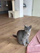 2 Katzen Weibchen 1 Jahr jung in 52353