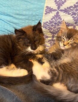 Main Coon Kitten - Frankfurt (Main)