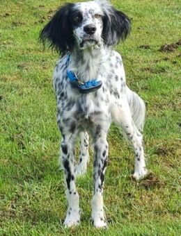 Lebensfrohe English Setter Dame Stella.. - Tornesch