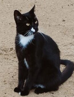 ein Kater wie Keiner- einfach Schwarz - Augsburg