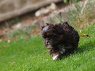 Shih Tzu x Bolonka - Aerzen