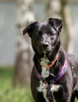 Ruhiges Zuhause für Nora gesucht - Duisburg