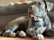 American Bully - Laumersheim