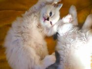 Ragdoll reinrassige Luxus Kätzchen mit Blaue Augen Neue Wurf abholbereit ab 15.06.2025 - Radolfzell (Bodensee)