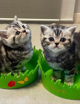 Bezaubernde bkh Kitten black silver tabby classic mit Papiere, absolut exklusiv - Bad Staffelstein