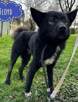 Floyd ein freundlicher verspielter - Mannheim