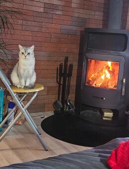 BKH Katze zu verkaufen - Dorsten