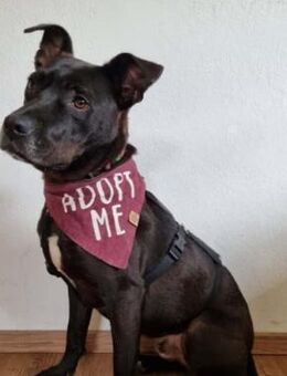 Bruno - freundlicher, witziger Rüde - Kallmünz