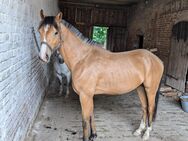 Buckskin Hengst deutsches Reitpony volle Papiere 2 Jahre - Netzschkau