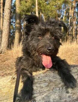 Yoschi macht viel Spaß - Bad Belzig