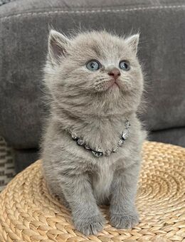 Reinrassige BKH Kitten - Limbach-Oberfrohna