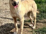 Die liebe 💕 Deer 💕sucht Familie (E) - Ludwigshafen (Rhein)