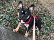 Französisches Bulldoggen Mädchen 11monate - Hamburg Wandsbek