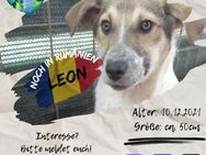 LEON I-möchte ins eigene Zuhause reisen - Waakirchen