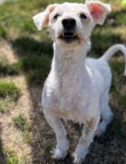 Flocki wartet auf seine Menschen - München