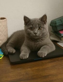 Reinrassige Bkh kitten ( männlich) - Aachen