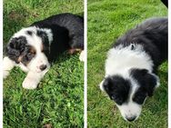 Australian shepherd Welpen - Stavenhagen (Reuterstadt)