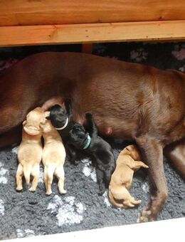 Labrador Welpen - Baiersbronn