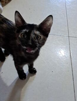 Haru - gerne mit Ragnak (Bea) - Geisenheim