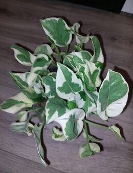 Efeutute N-joy - Berlin