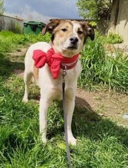 Hübsche - EVITA - sucht Zuhause...... - Kempen