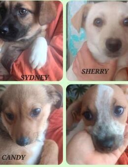 VERMITTLUNGSHILFE Bezaubernde Welpen - Berlin