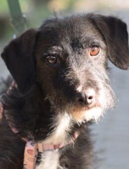 Gismo - freundlich, liebevoll & schüchte - Lohmar