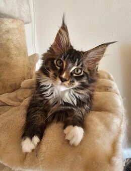 XXl Maine Coon kitten - Gifhorn