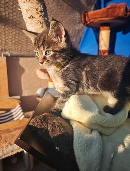 Maine Coon Mix - Wildberg Zentrum