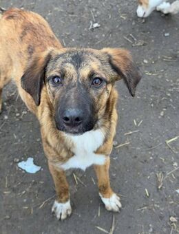 Kuschelplatz für Kaya - Itzehoe