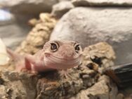 Schönes Midnight Blizzard Leopardgecko Mädchen - Meckesheim