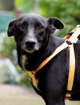 Kleiner Felix - Hückelhoven