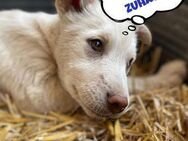 Süßer Kawaii sucht neue Familie! - Nürnberg