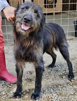 Maxi, der in den Startlöchern steht - Weilheim (Oberbayern)