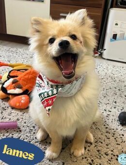 James SR- katzenverträglich, freundlich - Rheine