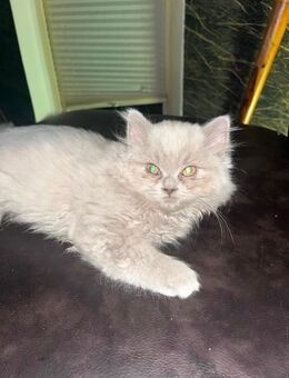 BLH kater 3 Monate alt - Bremen