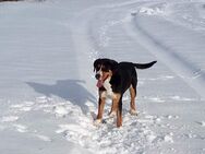 Großer schweizer Sennenhund, Hündin abzugeben! - Frauenstein Zentrum