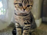 Wunderschöne BKH-Kitten - reinrassig - Beelen