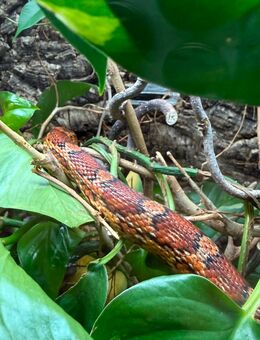 Hübsche Kornnatter, Naturfarben abzugeben - Wolfenbüttel