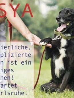 ASYA - Juwel auf 4 Pfoten - Augsburg