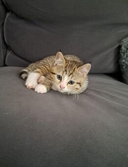 Katzenbaby abzugeben - Hamburg