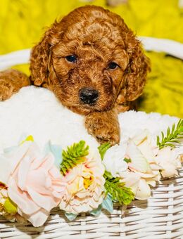 Cockerpoo Doodle Welpen suchen ein liebevolles Zuhause - Mönchengladbach Zentrum