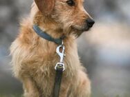 Gentleman DAVOR - bald in 53225 Bonn - Linden (Hessen)