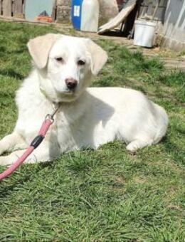 Verspielte neugierige DOLLY sucht ♥️ - München