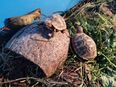 Griechische Landschildkröten (Testudo hermanni) NZ 2023 in 88690