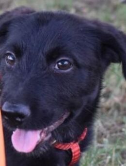 Buddy-klein, freundlich, fröhlich sucht - Süderbrarup