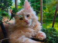 Reinrassige Maine Coon Kitten - Baden-Baden