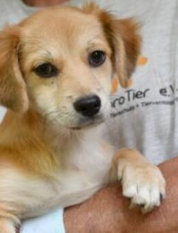 Geben Sie Costant ein Zuhause? - Neuss