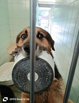 ANDREW 💙 sucht sein Glück - Fahrenzhausen