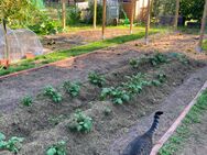 Garten Beteiligung - Greven (Nordrhein-Westfalen)